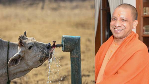 Uttar Pradesh To Launch Abhinav Ambulance Service For Cows: Min Laxmi Chaudhary Uttar Pradesh To Launch Abhinav Ambulance Service For Cows: Min Laxmi Chaudhary