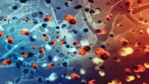 அசுத்தமான உணவு 