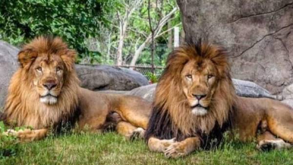 வைரஸ் வைரஸ்