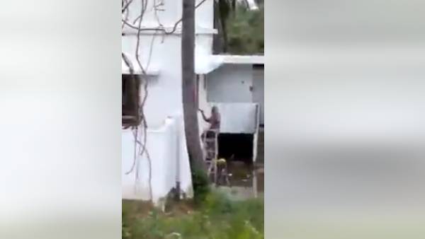 ரப்பர் தோட்டங்கள் 