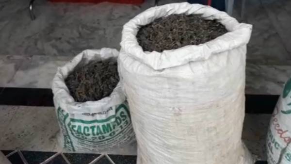 200 கிலோ கஞ்சா 