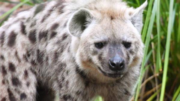 கொரோனா வைரஸ்