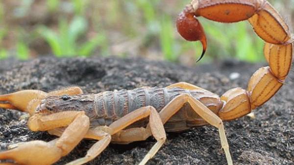 புயல் புயல்