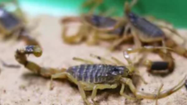 தாக்கியது தாக்கியது