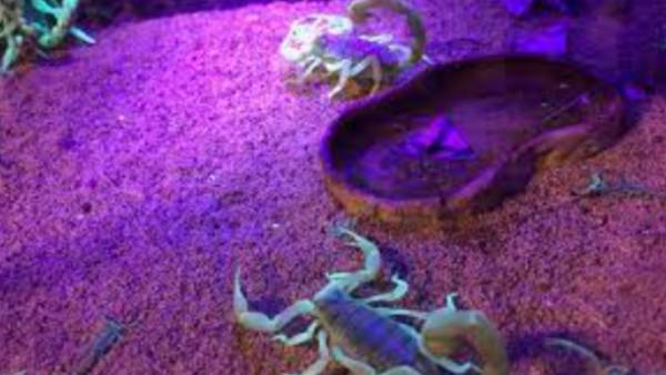 தேள்கள் தேள்கள்