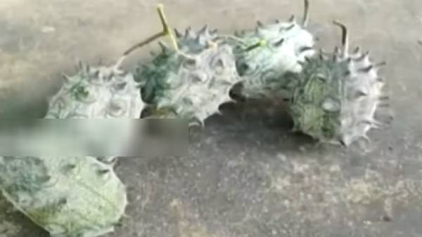 வெள்ளரிக்காய் 