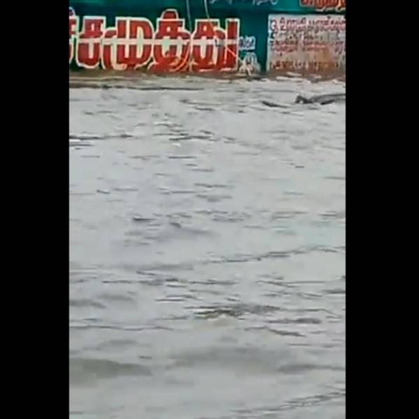 ஜிஎஸ்டி சாலையில் முதலை? ஜிஎஸ்டி சாலையில் முதலை?