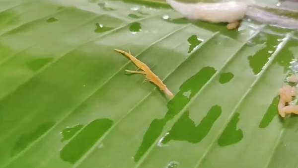 feather in chicken biryani at the chennai famous hotel 