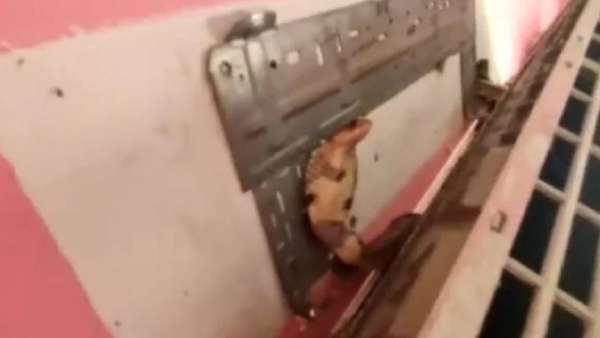 அடித்து வரப்பட்ட பாம்பு 