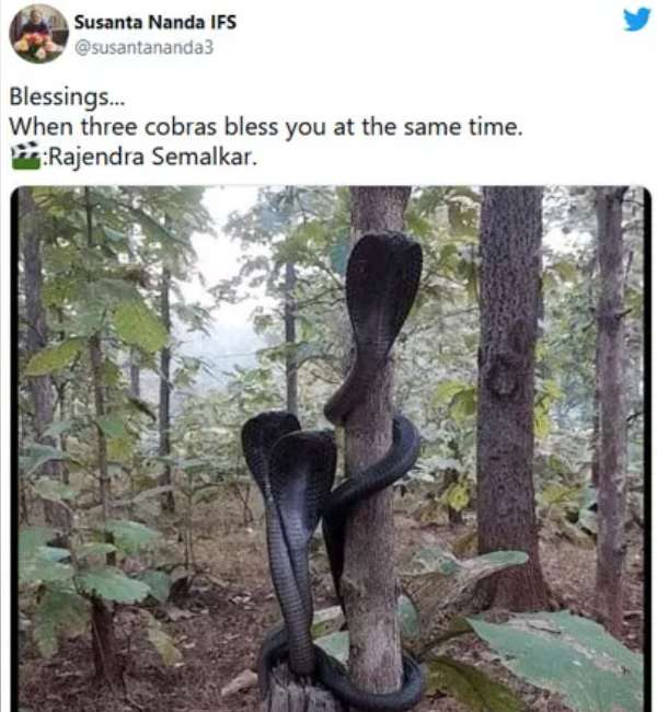 பாம்பு புகைப்படம் ஒரு ஆசீர்வாதம் 