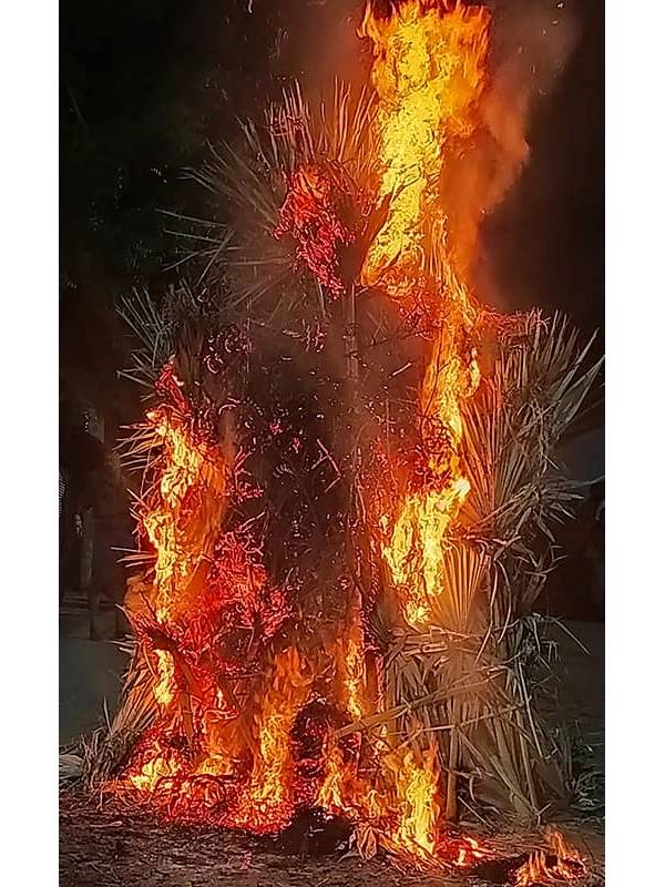 தேவ மரம் பனை 