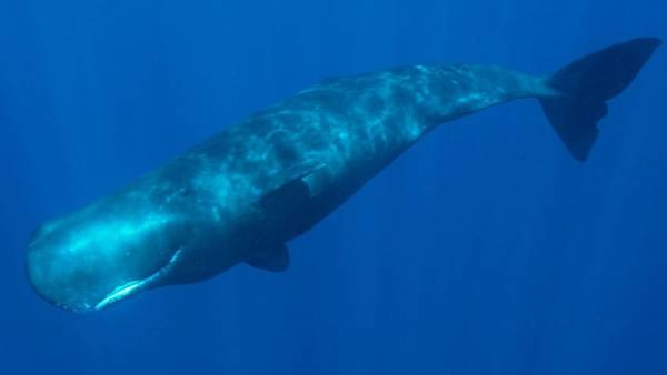 நடவடிக்கை