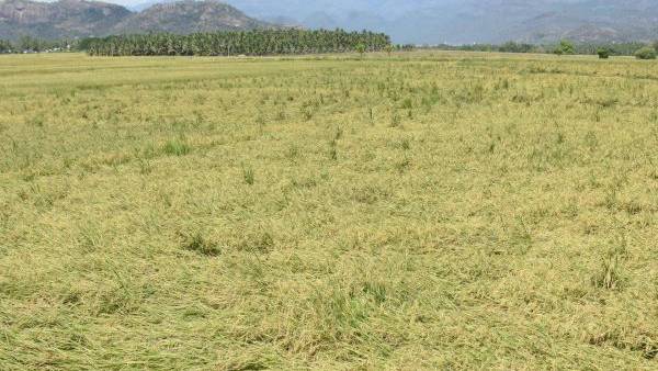 காற்று வீசும் 