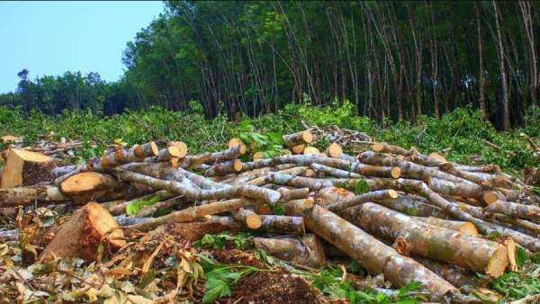 மரங்களை வெட்டும் அனுமதி ரத்து 