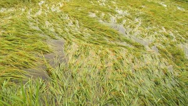 Heavy Rains inundate thaladi and samba crops in delta region Heavy Rains inundate thaladi and samba crops in delta region