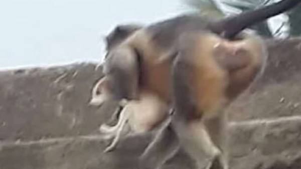 பழிக்குப்பழி 