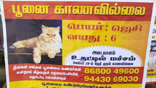 பூனையை காணோம் 