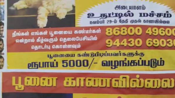 செல்ல பிராணிகள் 