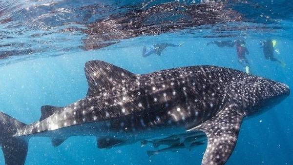 கடலில் விடப்பட்டது 