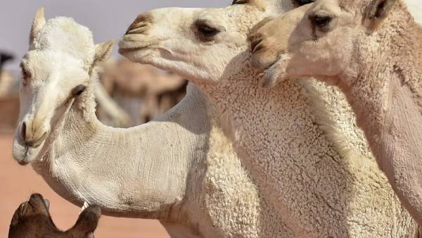 குற்றச்சாட்டுகள் குற்றச்சாட்டுகள்