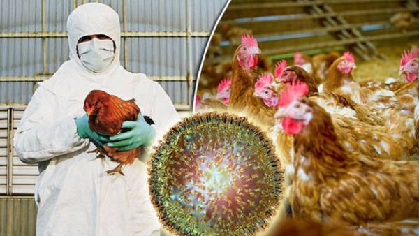  வாத்துகள் உயிரிழந்தன 