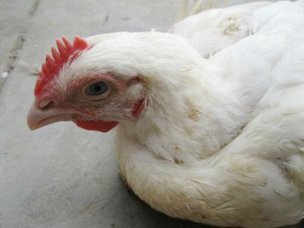 நீலகிரி