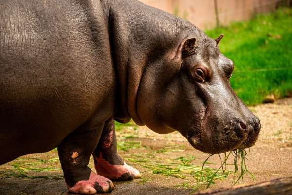 விலங்குகளுக்கும் கொரோனா பாதிப்பு விலங்குகளுக்கும் கொரோனா பாதிப்பு