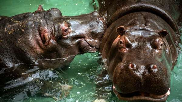 இரு நீர்யானைகளுக்கு கொரோனா இரு நீர்யானைகளுக்கு கொரோனா