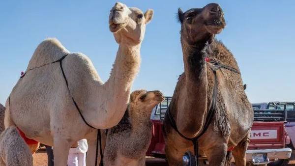 அதிரடி நடவடிக்கை அதிரடி நடவடிக்கை