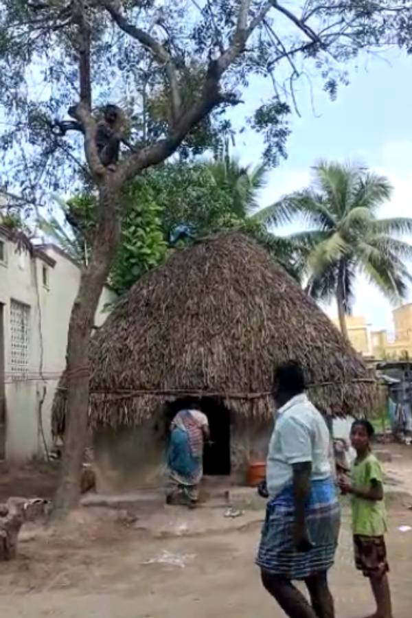 தடுப்பூசி 