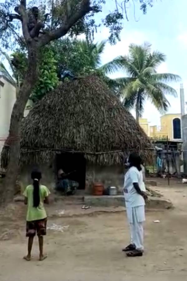 மரத்தில் ஏறிய நபர் 