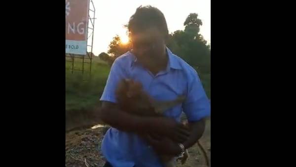 விலங்குகள் விலங்குகள்