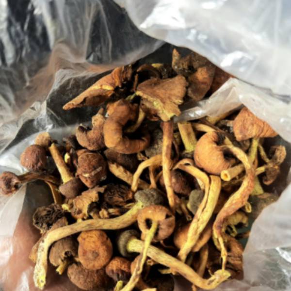 போதை காளான் போதை காளான்