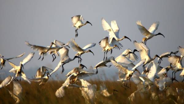 ஏற்கனவே 15 சரணாலயங்கள் 