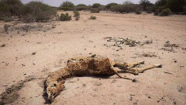 6 ஒட்டகச்சிவிங்கிகள் 