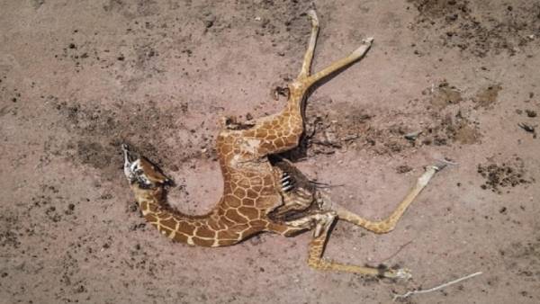 தண்ணீரை தேடி 