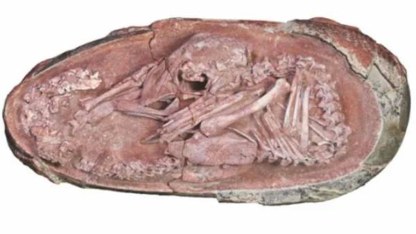 எலும்பு 