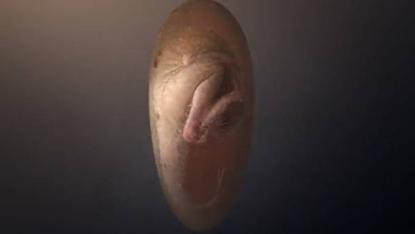 டைனேசர் சீனா 