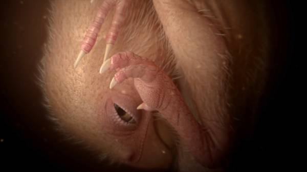 டைனேசர் பேபி யிங்லியாங் 