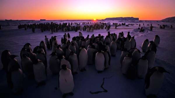 பெங்குவின்கள் தேசம் 