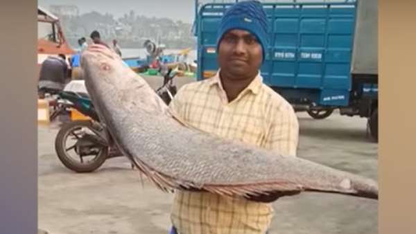 என்ன மீன் 