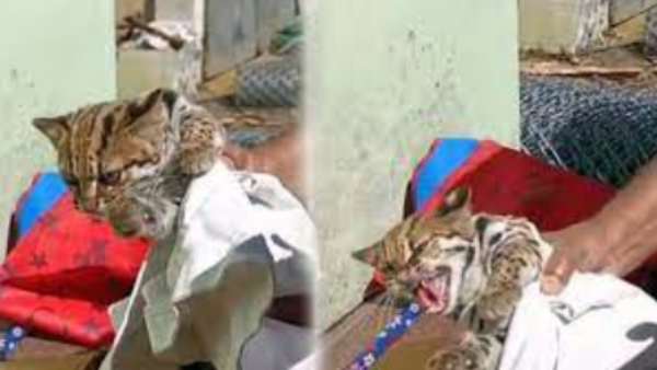 பூனை 