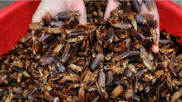 விருப்பம்