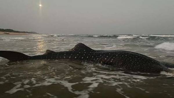 என்ன நடந்தது? 