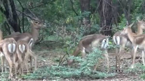 வெளிமான் இயல்புகள் வெளிமான் இயல்புகள்