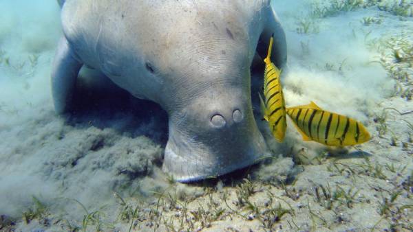  நடவடிக்கை 