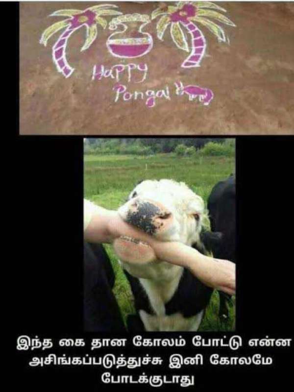 Pongal memes: Funny memes collection on mattu Pongal kolam