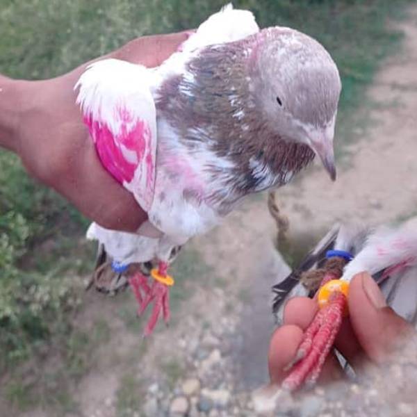  தெலுங்கானா