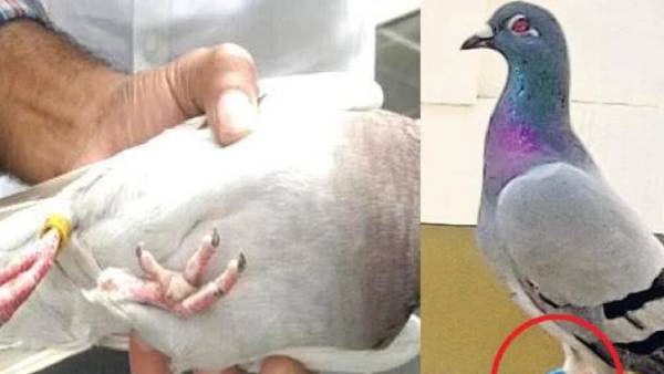  விசாரணை