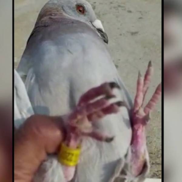  வனத்துறை அதிகாரிகள்